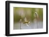 Yellow warbler collecting nesting material from Bulrush cattail, Bozeman, Montana. USA, June-Phil Savoie-Framed Photographic Print