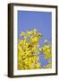 Yellow Warbler (Dendroica petechia) adult male, perched in flowering palo verde, USA-S & D & K Maslowski-Framed Photographic Print
