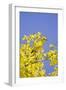 Yellow Warbler (Dendroica petechia) adult male, perched in flowering palo verde, USA-S & D & K Maslowski-Framed Photographic Print