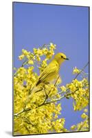 Yellow Warbler (Dendroica petechia) adult male, perched in flowering palo verde, USA-S & D & K Maslowski-Mounted Photographic Print