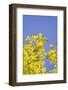 Yellow Warbler (Dendroica petechia) adult male, perched in flowering palo verde, USA-S & D & K Maslowski-Framed Photographic Print