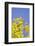 Yellow Warbler (Dendroica petechia) adult male, perched in flowering palo verde, USA-S & D & K Maslowski-Framed Photographic Print