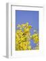 Yellow Warbler (Dendroica petechia) adult male, perched in flowering palo verde, USA-S & D & K Maslowski-Framed Photographic Print