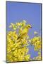 Yellow Warbler (Dendroica petechia) adult male, perched in flowering palo verde, USA-S & D & K Maslowski-Mounted Photographic Print