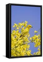 Yellow Warbler (Dendroica petechia) adult male, perched in flowering palo verde, USA-S & D & K Maslowski-Framed Stretched Canvas