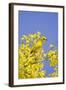 Yellow Warbler (Dendroica petechia) adult male, perched in flowering palo verde, USA-S & D & K Maslowski-Framed Photographic Print