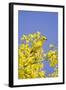 Yellow Warbler (Dendroica petechia) adult male, perched in flowering palo verde, USA-S & D & K Maslowski-Framed Photographic Print