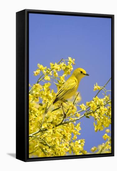 Yellow Warbler (Dendroica petechia) adult male, perched in flowering palo verde, USA-S & D & K Maslowski-Framed Stretched Canvas