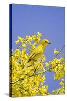 Yellow Warbler (Dendroica petechia) adult male, perched in flowering palo verde, USA-S & D & K Maslowski-Stretched Canvas