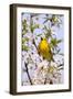 Yellow Warbler (Dendroica petechia) adult male, singing, perched in flowering cherry, USA-S & D & K Maslowski-Framed Photographic Print