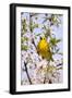 Yellow Warbler (Dendroica petechia) adult male, singing, perched in flowering cherry, USA-S & D & K Maslowski-Framed Photographic Print