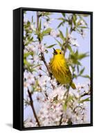 Yellow Warbler (Dendroica petechia) adult male, singing, perched in flowering cherry, USA-S & D & K Maslowski-Framed Stretched Canvas