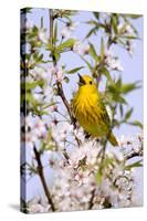 Yellow Warbler (Dendroica petechia) adult male, singing, perched in flowering cherry, USA-S & D & K Maslowski-Stretched Canvas