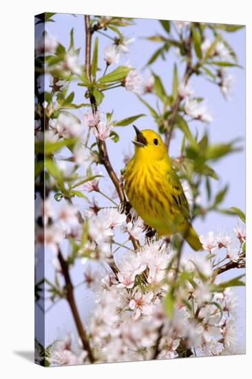 Yellow Warbler (Dendroica petechia) adult male, singing, perched in flowering cherry, USA-S & D & K Maslowski-Stretched Canvas