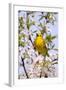 Yellow Warbler (Dendroica petechia) adult male, singing, perched in flowering cherry, USA-S & D & K Maslowski-Framed Photographic Print