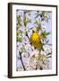 Yellow Warbler (Dendroica petechia) adult male, singing, perched in flowering cherry, USA-S & D & K Maslowski-Framed Photographic Print