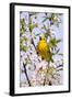 Yellow Warbler (Dendroica petechia) adult male, singing, perched in flowering cherry, USA-S & D & K Maslowski-Framed Photographic Print