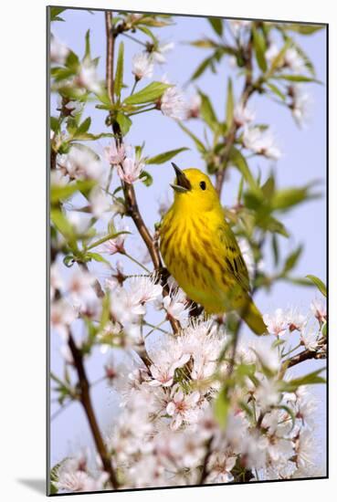 Yellow Warbler (Dendroica petechia) adult male, singing, perched in flowering cherry, USA-S & D & K Maslowski-Mounted Photographic Print
