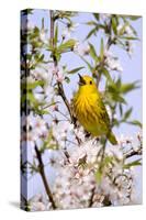 Yellow Warbler (Dendroica petechia) adult male, singing, perched in flowering cherry, USA-S & D & K Maslowski-Stretched Canvas