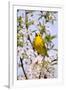 Yellow Warbler (Dendroica petechia) adult male, singing, perched in flowering cherry, USA-S & D & K Maslowski-Framed Photographic Print