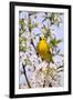 Yellow Warbler (Dendroica petechia) adult male, singing, perched in flowering cherry, USA-S & D & K Maslowski-Framed Photographic Print