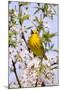 Yellow Warbler (Dendroica petechia) adult male, singing, perched in flowering cherry, USA-S & D & K Maslowski-Mounted Photographic Print