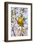 Yellow Warbler (Dendroica petechia) adult male, singing, perched in flowering cherry, USA-S & D & K Maslowski-Framed Photographic Print