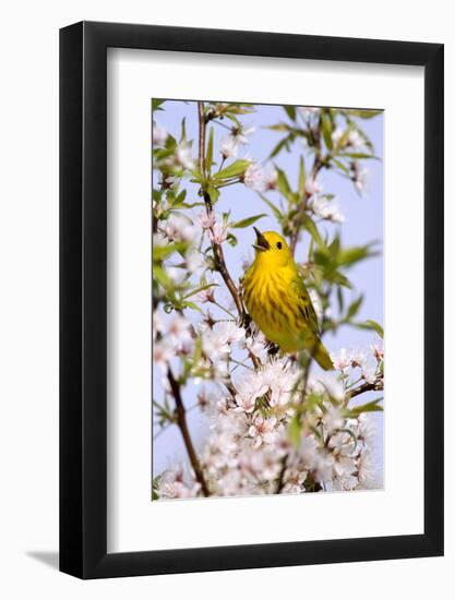 Yellow Warbler (Dendroica petechia) adult male, singing, perched in flowering cherry, USA-S & D & K Maslowski-Framed Photographic Print