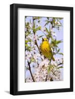 Yellow Warbler (Dendroica petechia) adult male, singing, perched in flowering cherry, USA-S & D & K Maslowski-Framed Photographic Print