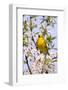 Yellow Warbler (Dendroica petechia) adult male, singing, perched in flowering cherry, USA-S & D & K Maslowski-Framed Photographic Print