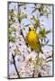 Yellow Warbler (Dendroica petechia) adult male, singing, perched in flowering cherry, USA-S & D & K Maslowski-Mounted Photographic Print