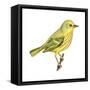 Yellow Warbler (Dendroica Petechia), Birds-Encyclopaedia Britannica-Framed Stretched Canvas