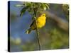 Yellow Warbler (Dendroica Petechia) Perched Singing, Washington, USA-Gary Luhm-Stretched Canvas