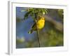 Yellow Warbler (Dendroica Petechia) Perched Singing, Washington, USA-Gary Luhm-Framed Photographic Print