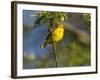 Yellow Warbler (Dendroica Petechia) Perched Singing, Washington, USA-Gary Luhm-Framed Photographic Print