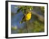 Yellow Warbler (Dendroica Petechia) Perched Singing, Washington, USA-Gary Luhm-Framed Photographic Print