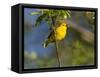 Yellow Warbler (Dendroica Petechia) Perched Singing, Washington, USA-Gary Luhm-Framed Stretched Canvas