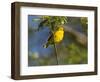 Yellow Warbler (Dendroica Petechia) Perched Singing, Washington, USA-Gary Luhm-Framed Photographic Print