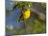 Yellow Warbler (Dendroica Petechia) Perched Singing, Washington, USA-Gary Luhm-Mounted Photographic Print