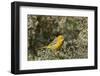 Yellow Warbler (Dendroica Petechia)-James Hager-Framed Photographic Print