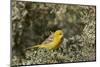 Yellow Warbler (Dendroica Petechia)-James Hager-Mounted Photographic Print