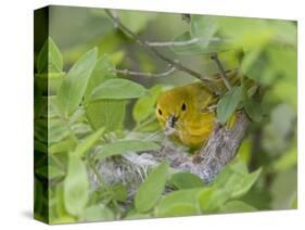 Yellow Warbler Male Building Nest,  Pt. Pelee National Park, Ontario, Canada-Arthur Morris-Stretched Canvas