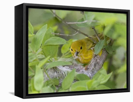 Yellow Warbler Male Building Nest,  Pt. Pelee National Park, Ontario, Canada-Arthur Morris-Framed Stretched Canvas