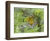 Yellow Warbler Male Building Nest,  Pt. Pelee National Park, Ontario, Canada-Arthur Morris-Framed Photographic Print