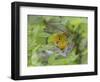 Yellow Warbler Male Building Nest,  Pt. Pelee National Park, Ontario, Canada-Arthur Morris-Framed Photographic Print