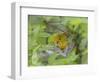 Yellow Warbler Male Building Nest,  Pt. Pelee National Park, Ontario, Canada-Arthur Morris-Framed Photographic Print