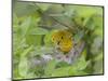 Yellow Warbler Male Building Nest,  Pt. Pelee National Park, Ontario, Canada-Arthur Morris-Mounted Photographic Print