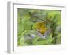 Yellow Warbler Male Building Nest,  Pt. Pelee National Park, Ontario, Canada-Arthur Morris-Framed Photographic Print