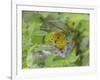 Yellow Warbler Male Building Nest,  Pt. Pelee National Park, Ontario, Canada-Arthur Morris-Framed Photographic Print