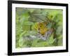 Yellow Warbler Male Building Nest,  Pt. Pelee National Park, Ontario, Canada-Arthur Morris-Framed Photographic Print